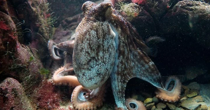 Drømmer om blæksprutte 23