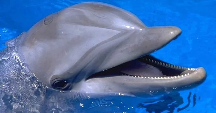 Träumen von einem Delfin 31