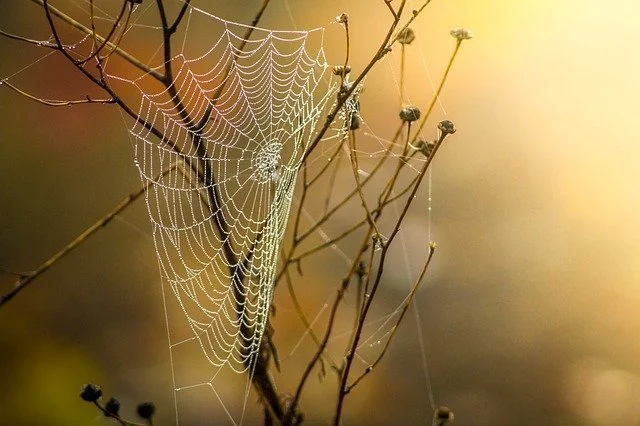 Von einem Spinnennetz träumen 30