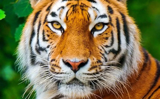 Soñando con un tigre 31