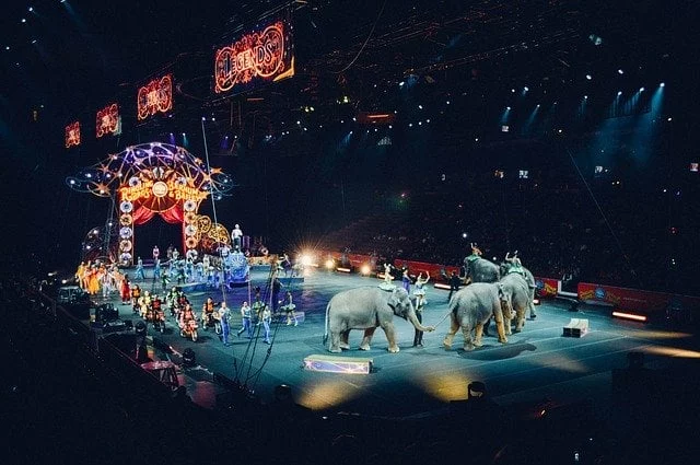 Dromen van een circus 1