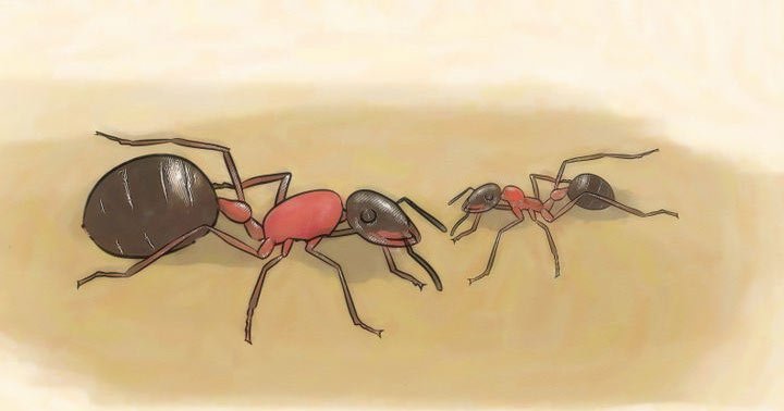 Marzenie o mrówce 15