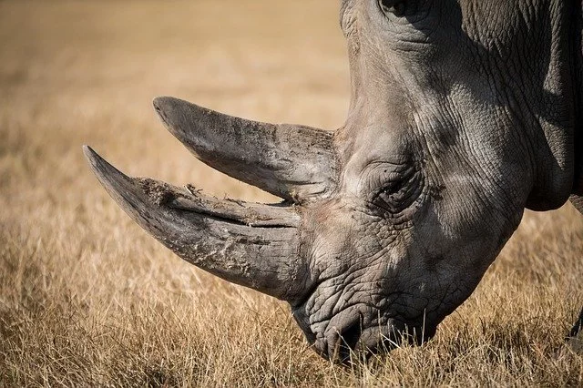 Drömmer om noshörning 31