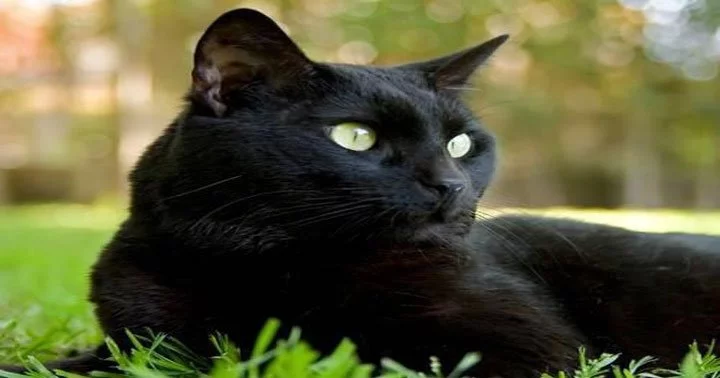 Dreaming of a black cat 18