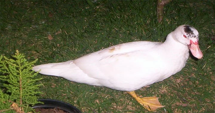 Duck dreaming 1