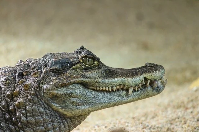 Dreaming of crocodile 1