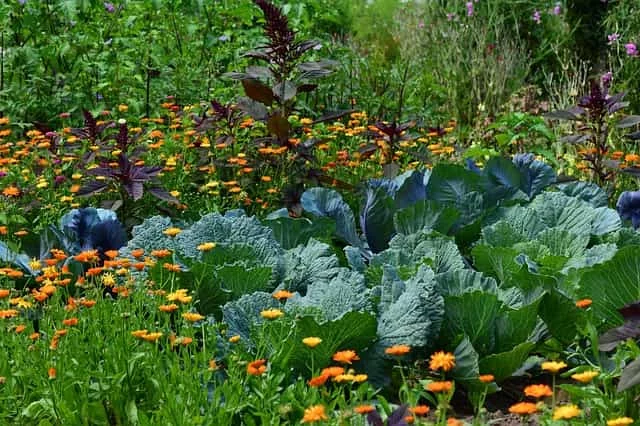 Dreaming of a vegetable garden 7