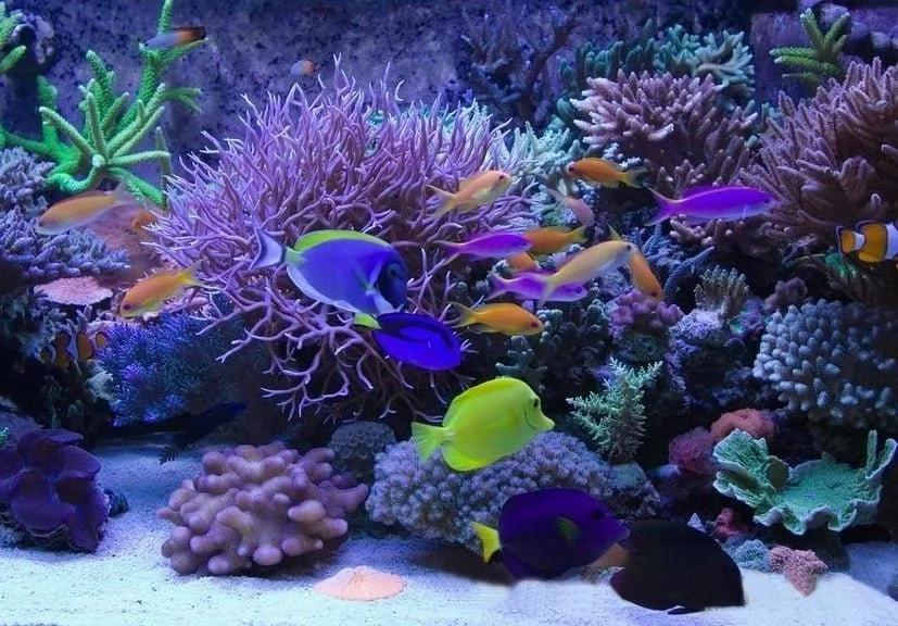 Dreaming about aquarium 1
