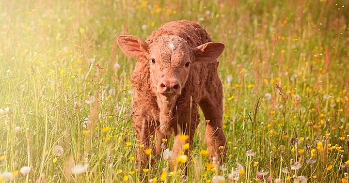 Dreaming of a calf 1