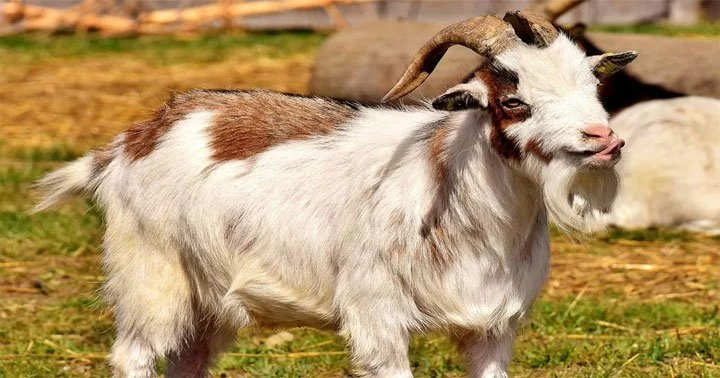 Goat dreaming 20