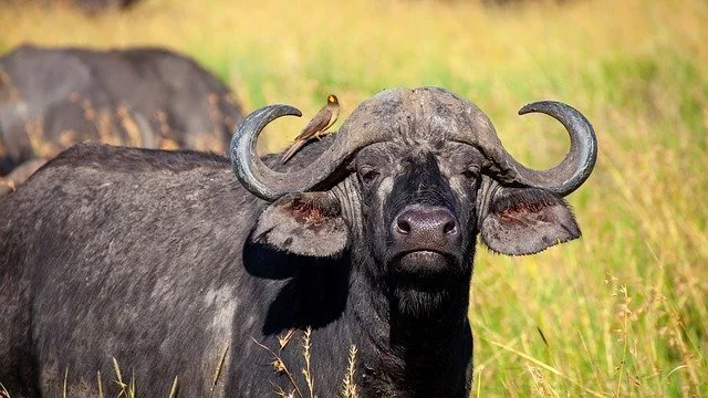 Dreaming of buffalo 1