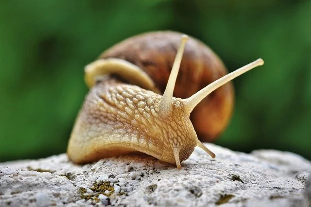 Dreaming of Snail 39