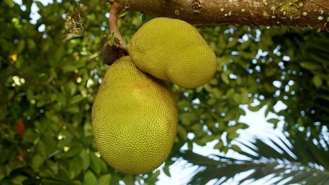 Dreaming of jackfruit 8