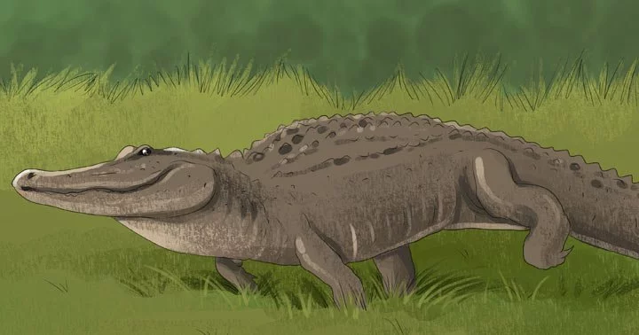 Dreaming of alligator 5
