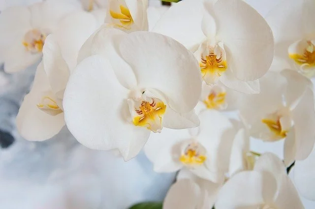 Dreaming of Orchids 32