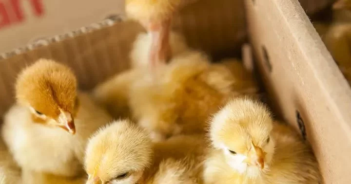 Dreaming of chicks 35