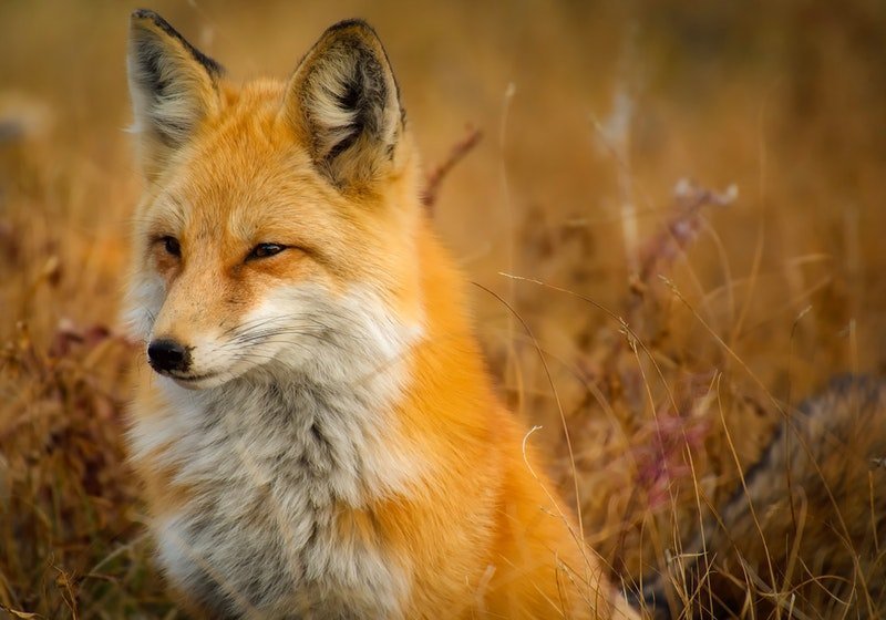 Dreaming of fox 23