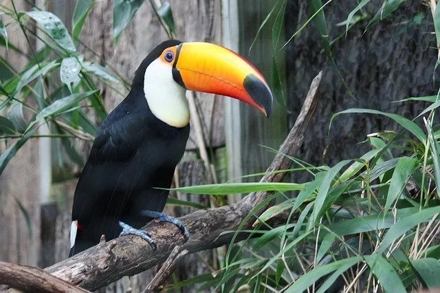 Dreaming of a toucan 10