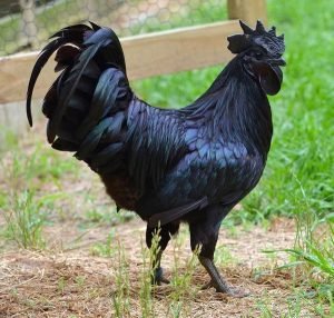 dreams with black chicken what it means